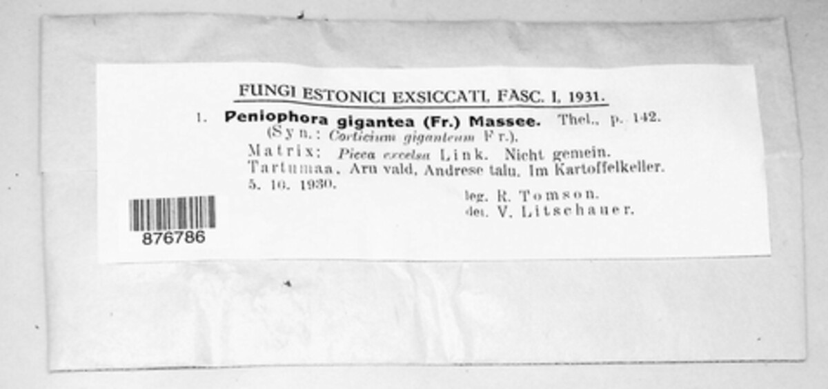 Phlebiopsis gigantea image